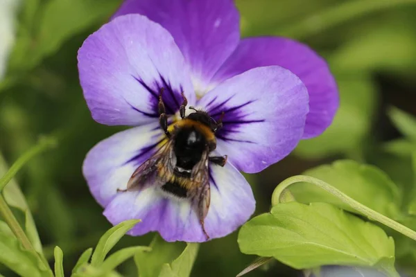 Lose Makro Strzał Pszczoły Środku Fioletowy Kwiat Bratki Pełnym Rozkwicie — Zdjęcie stockowe