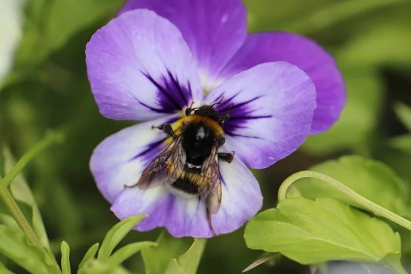 Förlora Upp Makro Skott Ett Mitten Lila Blomma Penséer Full — Stockfoto