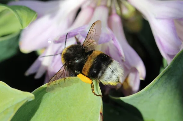 Zbliżenie Makro Strzały Pszczół Kwiatach Głowa Wąsy Pełnym Rozkwicie — Zdjęcie stockowe