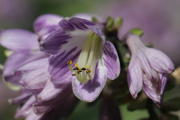 百合科 百合科 花序和雄蕊的特写 宏观拍摄 全天候布隆 — 图库照片