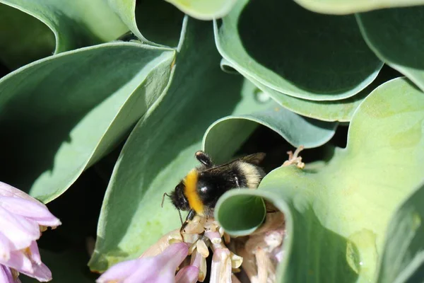 Zbliżenie Makro Strzały Pszczół Kwiatach Głowa Wąsy Pełnym Rozkwicie — Zdjęcie stockowe
