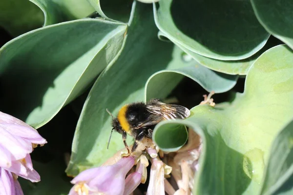 Närbild Makro Skott Bin Blommor Huvud Och Mustasch Full Blom — Stockfoto