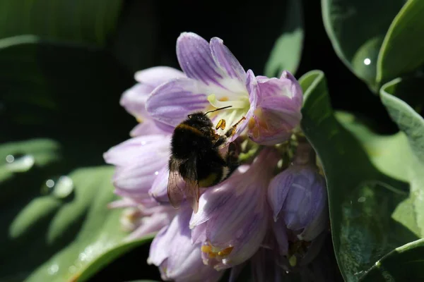 Zbliżenie Makro Shot Kwiatu Rodziny Lilii Liliaceae Pszczół Obrazy Makro — Zdjęcie stockowe