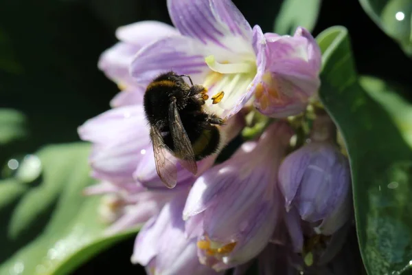 Närbild Makro Skott Lily Family Blomma Liliaceae Och Bin Makro — Stockfoto