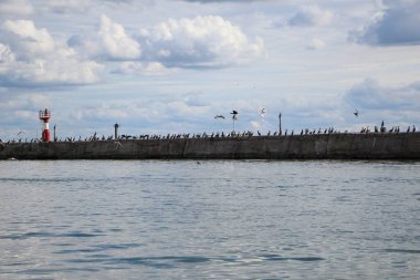 Deniz feneri ve iskele manzarası, iskelede karabatak ve martı sürüleri ve su üzerinde uçan kuşlar.