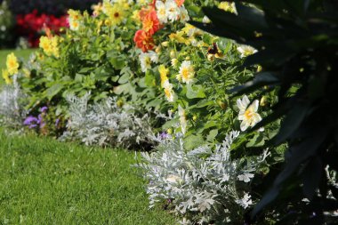 Güneşli bir eylül gününde parka yakın sonbahar çiçek yatakları (asters, dahlias, bahçe papatyaları)