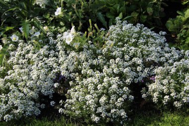 Melkopetal yıllık (lat. Ergeron nnuus) Eylül akşamı şehir parkında