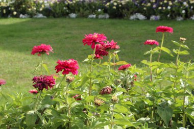 Güneşli bir eylül gününde parkta kırmızı yıldız çiçekliklerinin yakın çekimleri