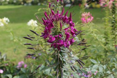 Güneşli bir Eylül gününde parkta, meraklı mor bir çiçeğin yakın çekimi.
