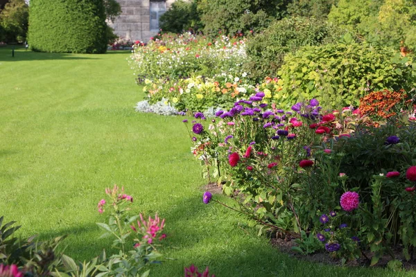 Gros Plan Parterres Fleurs Automne Asters Dahlias Marguerites Jardin Dans — Photo
