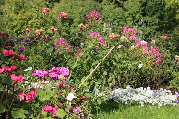 Közelkép Őszi Virágágyások Aszter Dália Kerti Százszorszép Parkban Egy Napos — Stock Fotó