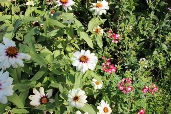 Close Margaridas Jardim Branco Dia Ensolarado Setembro — Fotografia de Stock