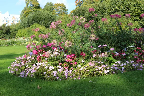 Közelkép Őszi Virágágyások Aszter Dália Kerti Százszorszép Parkban Egy Napos — Stock Fotó