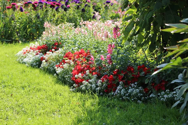 Güneşli bir eylül gününde parka yakın sonbahar çiçek yatakları (asters, dahlias, bahçe papatyaları)