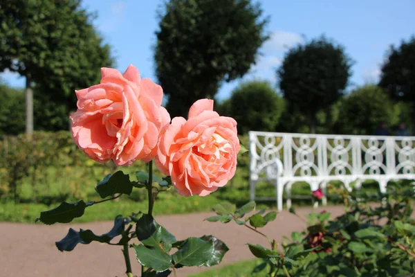 Nahaufnahme Von Zwei Rosa Rosen Park Einem Sonnigen Septembertag — Stockfoto