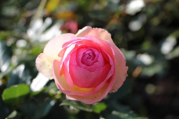 Close Unopened Pink Rose Park Sunny September Day — Stock Photo, Image