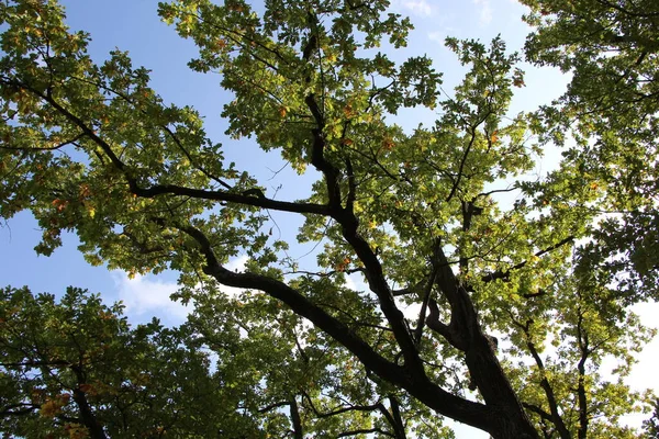 View Trunks Branches Three Oaks Park Sunny September Day — Stock Photo, Image