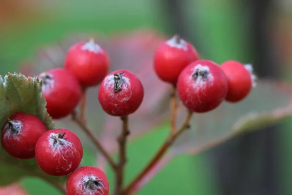 Close Macro Shoot Van Bessen Een Meidoorn Blad Een Zonnige — Stockfoto