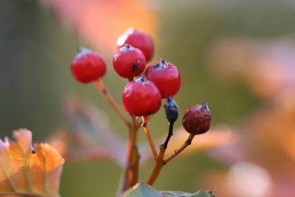 在九月阳光明媚的日子里 草莓和山楂叶的特写 宏观拍摄 — 图库照片