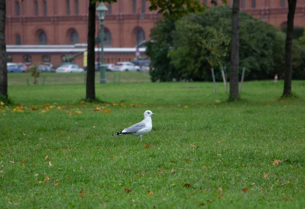 城市草坪上一只海鸥的特写 — 图库照片