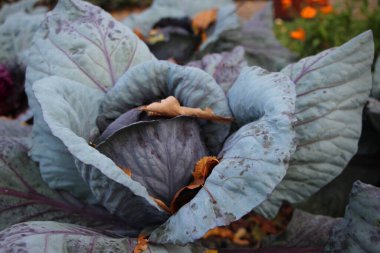 Kırmızı lahana ve sarı akçaağaç yapraklarının yakın çekimi sonbaharda günbatımında şehir parkında süslü bir çiçek tarhında