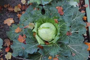 Beyaz lahana ve sarı akçaağaç yaprakları sonbaharda günbatımında şehir parkında süslü bir çiçek tarhında.