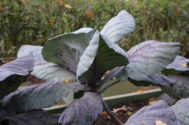 Sonbaharda günbatımında şehir parkında dekoratif bir çiçek tarhında kırmızı lahana ve sarı akçaağaç yapraklarının yakın çekimi. Aşağıdan görüntüle