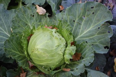 Sonbaharda günbatımında şehir parkında beyaz lahana ve akçaağaç yaprağının yakın çekimi.