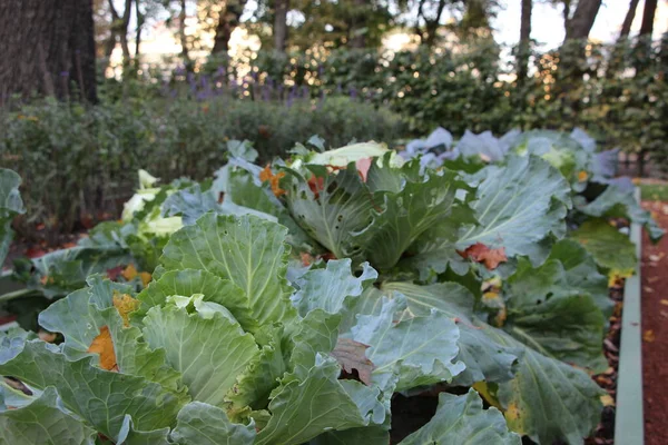 Close White Cabbage Maple Leaf City Park Sunset Autumn — Stock Photo, Image