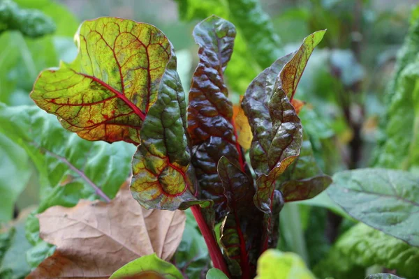 Close Van Bieten Het Sierbed Het Stadspark Bij Zonsondergang Herfst — Stockfoto