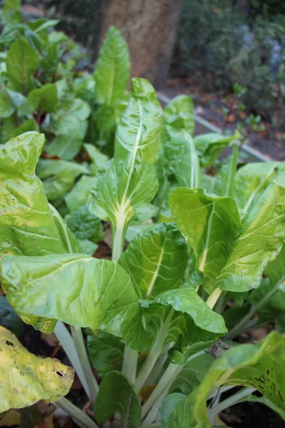 秋天日落时 在城市公园的观赏床上拉着的甜菜的特写 — 图库照片