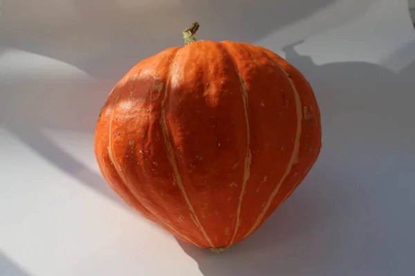 Primo Piano Della Zucca Sfondo Bianco Alla Luce Del Sole — Foto Stock