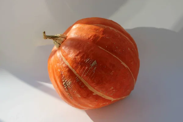 Närbild Gourd Vit Bakgrund Solljus — Stockfoto