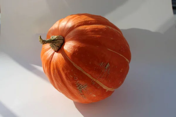 Närbild Gourd Vit Bakgrund Solljus — Stockfoto