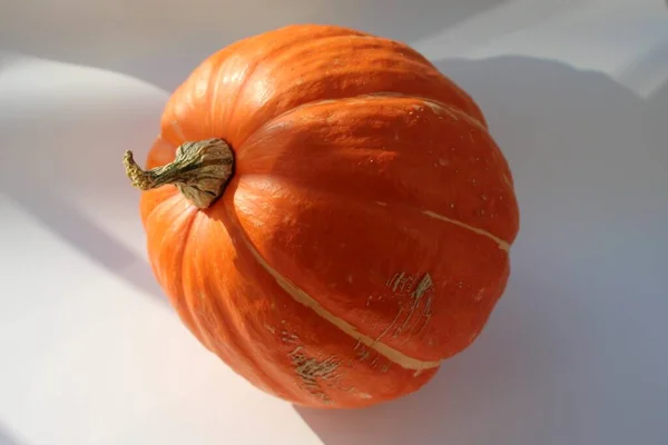 Nahaufnahme Des Kürbisses Auf Weißem Hintergrund Sonnenlicht — Stockfoto