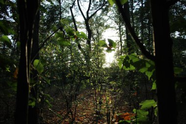 Eylül akşamının ışıklarının tersine parktaki ağaçların ve çalıların dalları
