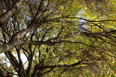 Söğüt dallarına yakın çekim, parlak güneş ışığı altında sarı yapraklar