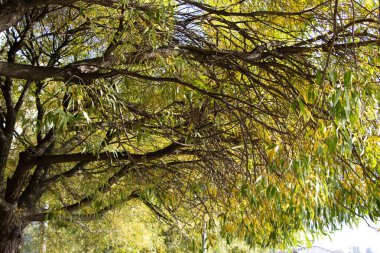Söğüt dallarına yakın çekim, parlak güneş ışığı altında sarı yapraklar