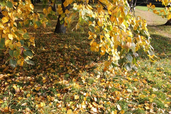 Birch Twigs Yellow Leaves Ground Itself Covered Fallen Leaves — Stock Photo, Image