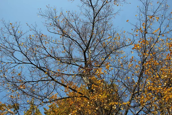 Yellow Crown Poplar Half Flied — Stock Photo, Image