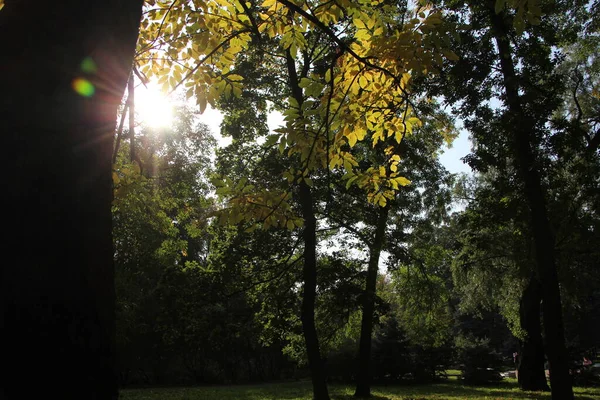 Gałęzie Drzew Parku Przeciwświetle Wrześniowego Wieczoru — Zdjęcie stockowe