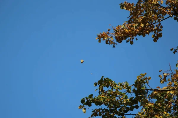 하늘을 배경으로 나무에서 떨어지는 나뭇잎 — 스톡 사진