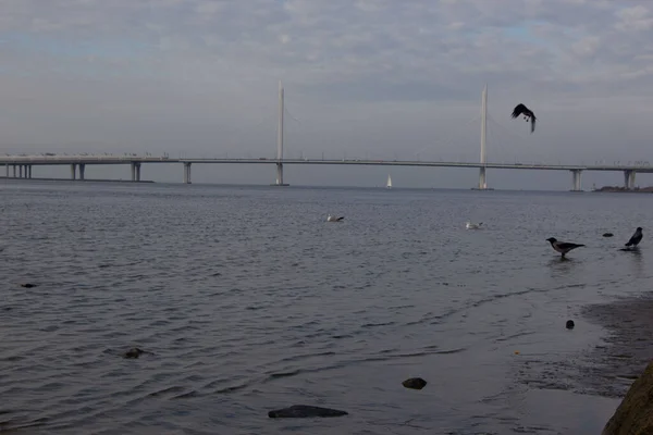 Vögel Seichtem Wasser Vor Der Küste Seilbrücke Hintergrund — Stockfoto