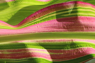 Bir mısır yaprağının yakın plan (makro çekim) parlak yeşil renkli, dalgalı mor ve sarı çizgili doğal bir kombinasyon arka planıdır. Makro doku resimleri