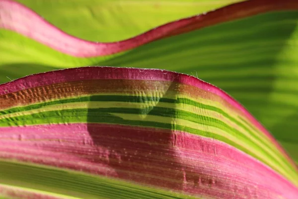 Gros Plan Macro Plan Une Feuille Maïs Comme Fond Naturel — Photo