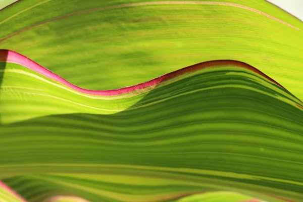 Крупный План Макросъемка Кукурузного Листа Качестве Естественного Комбинированного Фона Ярко — стоковое фото