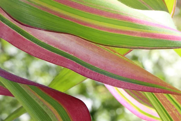 Close Macro Shoot Corn Leaf Natural Combined Background Bright Green — Stock Photo, Image