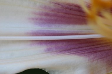 Beyaz nilüfer yaprağının yakın plan (makro çekim), mor darbelerle beyaz arkaplanının doğal birleşimi olarak