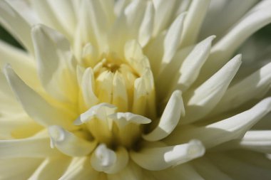 Beyaz yıldız yapraklarının doğal bir arka plan ya da doku olarak güneş ışığında yakın çekim (makro çekim). Dokuların makro resimleri