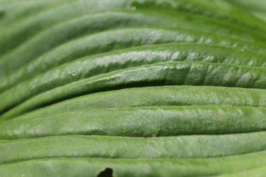 Bir ev sahibi çiçek yaprağının (Funcion) soyut yeşil arkaplan olarak yakın plan (makro çekim) görüntüsü. Dokuların makro resimleri